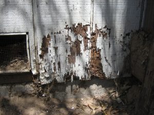 termite damage