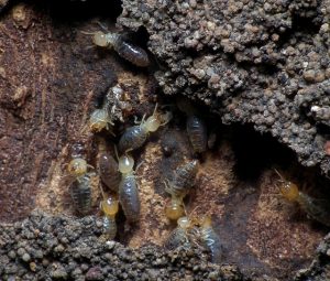 termite control