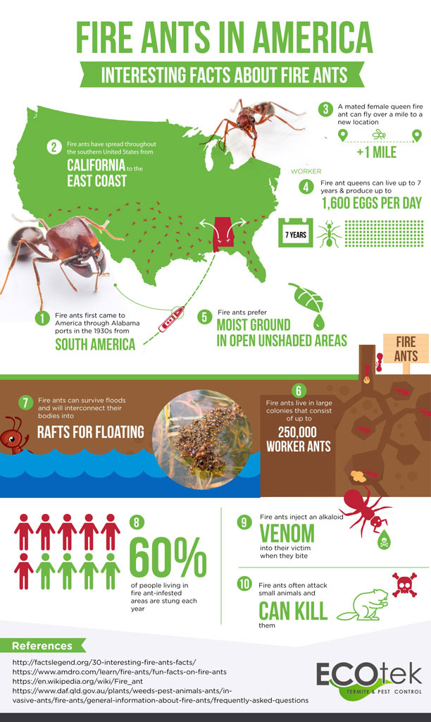 Fire Ants in America