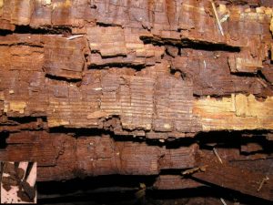 what is wood rot