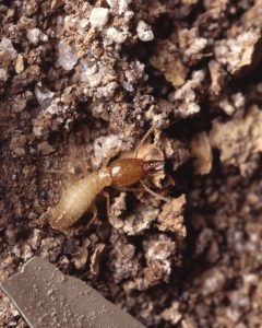 termite control