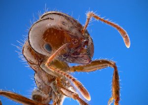 fire ants in Virginia